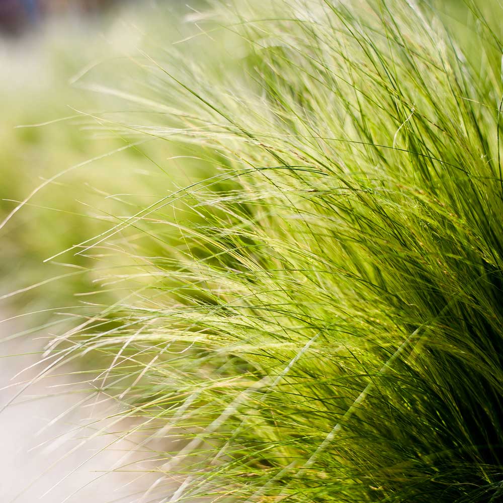 picture of tussock