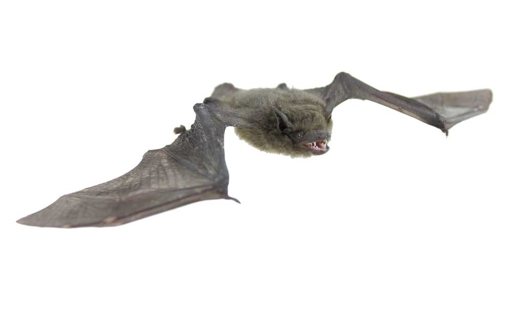 picture of vampire bat