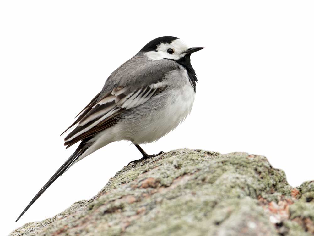 picture of wagtail