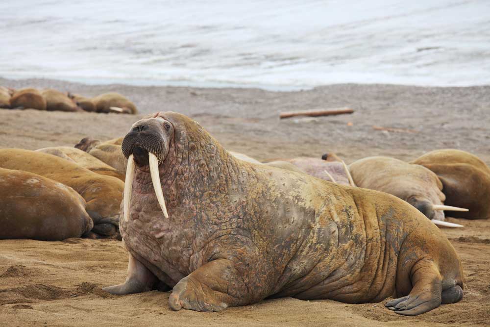 picture of walrus