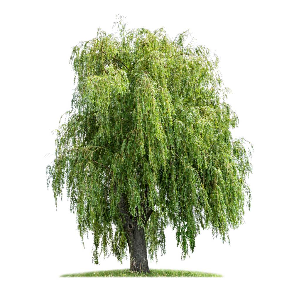 picture of weeping-willow