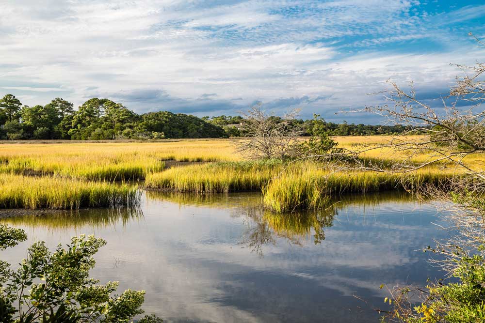 picture of wetland