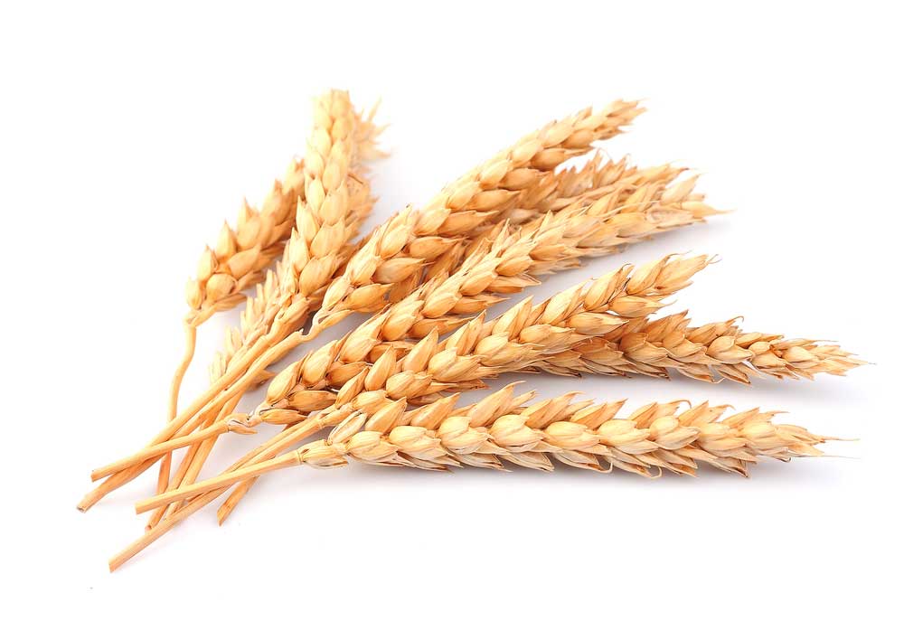 picture of wheat