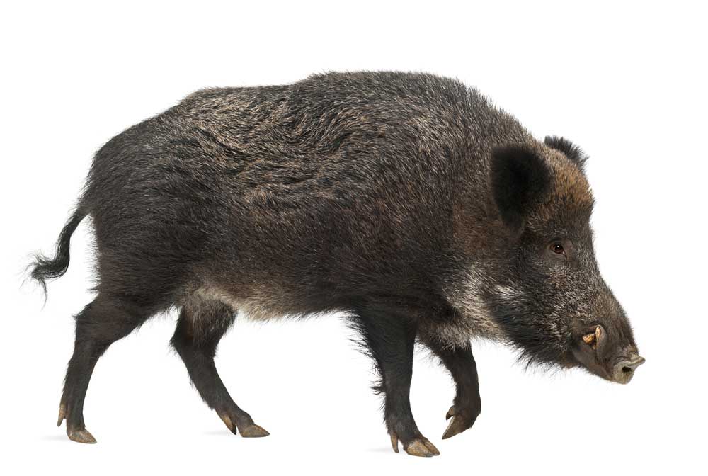 picture of wild boar