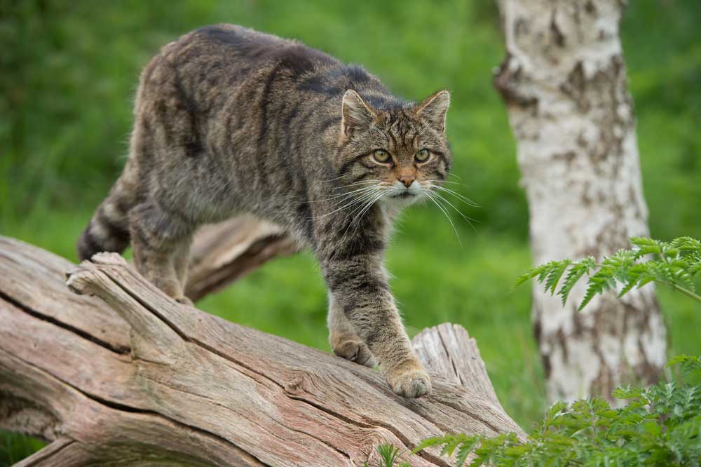 picture of wildcat