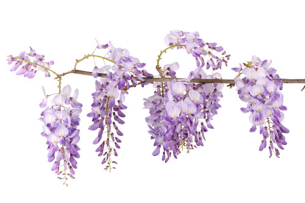 picture of wisteria