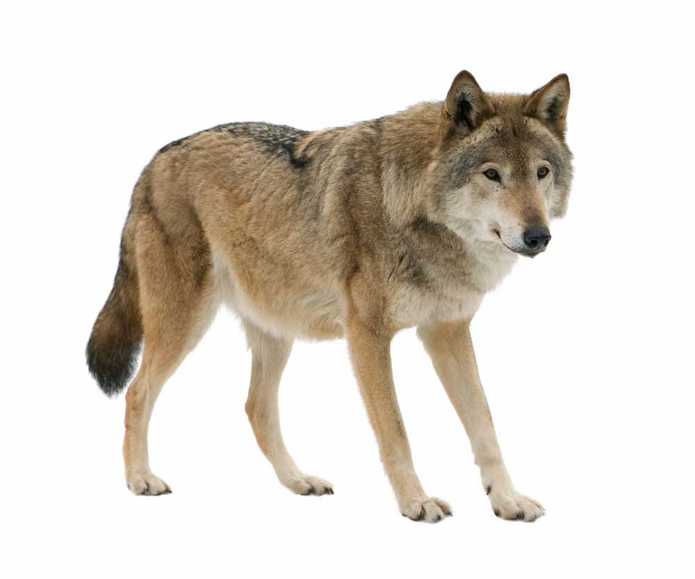 picture of wolf