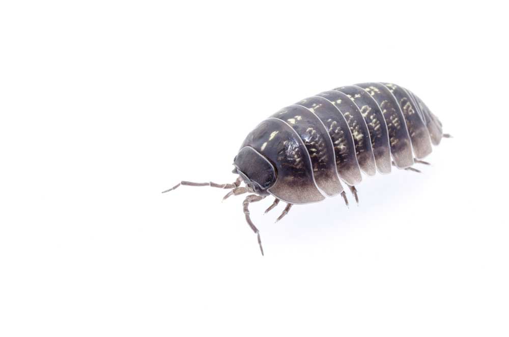 picture of Woodlouse