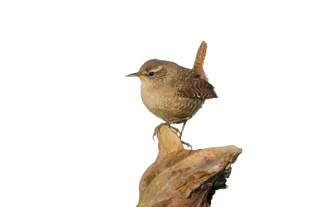 picture of wren