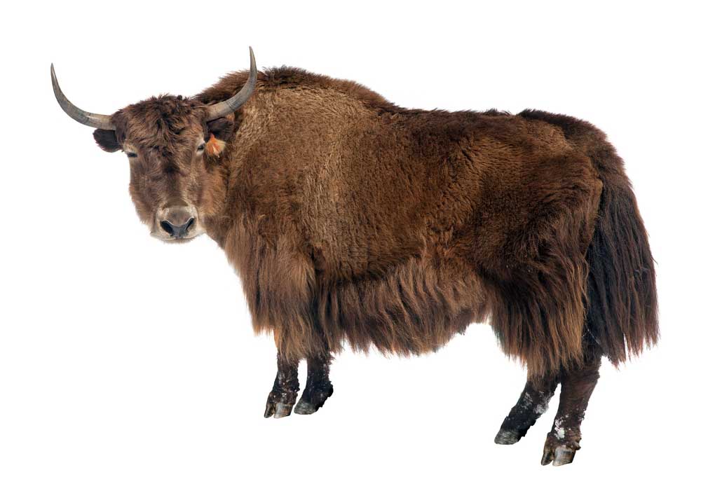 picture of yak